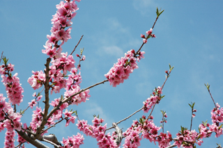 あら川の桃の花