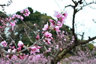 あら川の桃の花